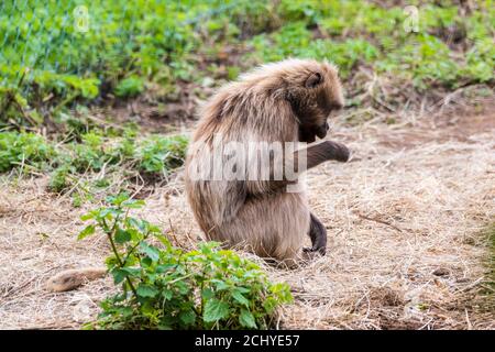 Gelada babouin (Theropithecus gelada) au zoo d'Édimbourg, Écosse, Royaume-Uni Banque D'Images