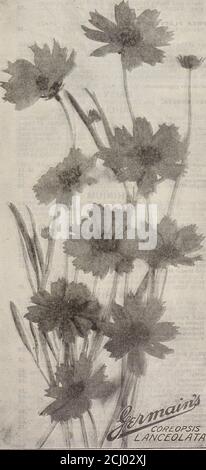 . Germain : [catalogue] . ckwork CHRYSANTHEMUM frutescens. (Paris Daisy ou Marguerite). B. yeux blancs et jaunes. Hauteur 2 pi Leucanthemum hybride (Shasta Daisy?: Blanc, centre jaunâtre; fleurs de quatre pouces de diamètre; coupe précieuse. Hauteur 2 pi indicum (chinois). Mixte. Hauteur 3 pi Nanum (Pompone). Mixte. Hauteur 2 pi japonicum (japonais). Mixte. Hauteur 3 pi CINERARIA CINERARIA MARITIMA CANDIDISSIMA. Silveryfolie, très utile pour les lits et les bordures de ruban.hauteur 1 pi CLIANTHUS CLIANTHUS DAMPIERI (le petit-duc australien). Fleur d'Amagnificent, écarlate, avec centre noir. Peu d'eau après la sowin Banque D'Images