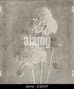 . Germain : [catalogue] . CULTURE DE SCABIOSA (Bonde moulante ou fleur à coussin d'épingle)—aucun lit de fleurs à l'ancienne n'est complet avec cette fleur douce et digne; et l'aloneit est un ajout digne à n'importe quel jardin. Fleurs gratuites, deux fois par an. Il réussit inn'importe quel sol de jardin ordinaire. Belles fleurs qui poussent jusqu'à une hauteur de deux pieds et qui sont fines pour la coupe. Douce odeur. Une usine d'excellente frontière. Arreez la graine de % pouce de profondeur, gardez humide, ne jamais tant d'eau que le sol devient soggy. SALPIGLOSSIS GRANDIFLORA pas un jardinier amateur en une centaine connaît cette spléndiannuelle, l'un des plus magnifiques de tous. Banque D'Images