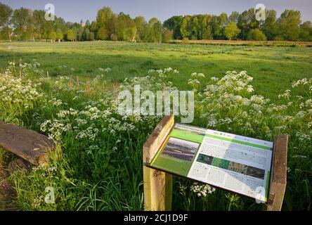 Persil de vache, cerfeuil sauvage (Anthriscus sylvestris), le Snippenweide dans la réserve naturelle de Heurnemeersen au lever du soleil, Belgique, Flandre orientale, Banque D'Images