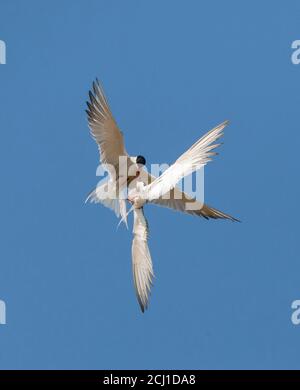 Sterne commune (Sterna hirundo), deux sternes communes combattantes en milieu d'air, pays-Bas, Texel Banque D'Images