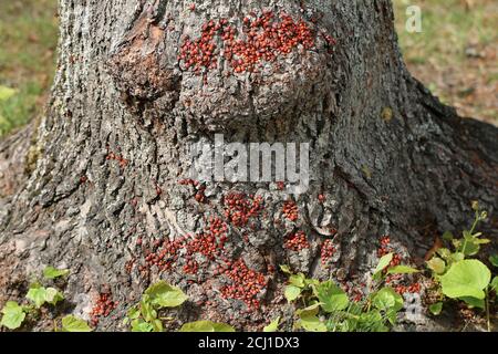 firebug (Pyrrhocoris apterus), agrégation au tronc d'un tilleul, Allemagne Banque D'Images