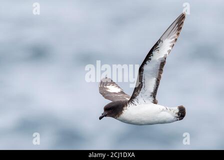 Pétrel de Pintado, pétrel de cape antarctique (Daption capense australe, Daption australe), en vol, Nouvelle-Zélande, Îles Chatham Banque D'Images