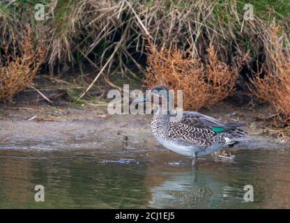 Sarcelle à ailes vertes (Anas crecca), mâle du premier hiver debout en eau peu profonde, pays-Bas Banque D'Images