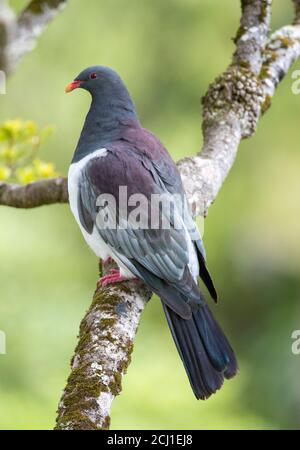 Pigeon de Chatham (Hemiphaga chathamensis), perché sur un vieux arbre, Nouvelle-Zélande, îles Chatham, île Chatham Banque D'Images