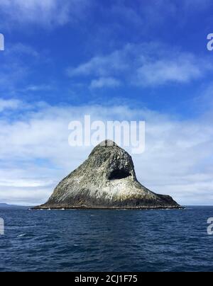 Albatros de Chatham, mollymawk de Chatham, mollymawk de l'île (Thalassarche eremita), rocher de Pyramide dans les îles de Chatham, le seul site de reproduction de la Banque D'Images