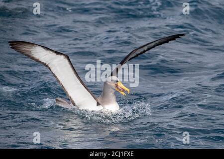 Albatros de Chatham, Chatham mollymawk, île mollymawk (Thalassarche eremita), adulte assis sur la mer, mangeant des craies de poisson, Nouvelle-Zélande, Chatham Banque D'Images