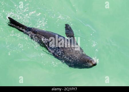 Phoque à fourrure de Nouvelle-Zélande (Arctocephalus forsteri), baignade à la surface de l'eau, vue de dessus, Nouvelle-Zélande, île du Sud Banque D'Images