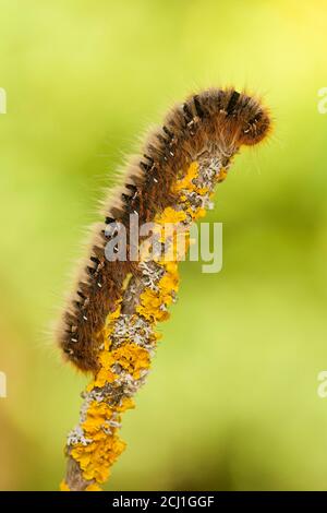 Herbe d'égar (Lasiocampa trifolii, Pachygastria trifolii), chenille sur une branche couverte de lichens, Allemagne, Rhénanie-Palatinat Banque D'Images