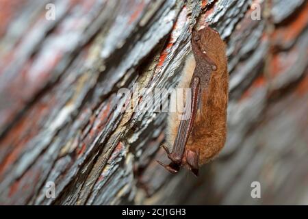 La chauve-souris de Geoffroy (Myotis emarginata, Myotis emarginatus), hibernation en cave, Belgique, Flandre orientale, fort van Steendorp Banque D'Images