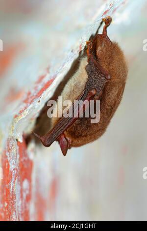 La chauve-souris de Geoffroy (Myotis emarginata, Myotis emarginatus), hibernation en cave, Belgique, Flandre orientale, fort van Steendorp Banque D'Images