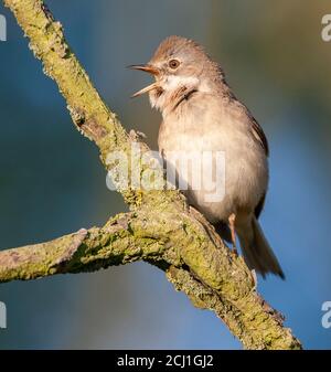 Whitethroat (Sylvia communis), homme chantant, vu du front, pays-Bas, Hollande du Sud Banque D'Images