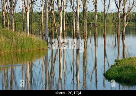 Zone de développement de la nature dans le parc national le Biesbosch, pays-Bas, Noord-Brabant, Parc national de Biesbosch, Noordwaardpolder Banque D'Images