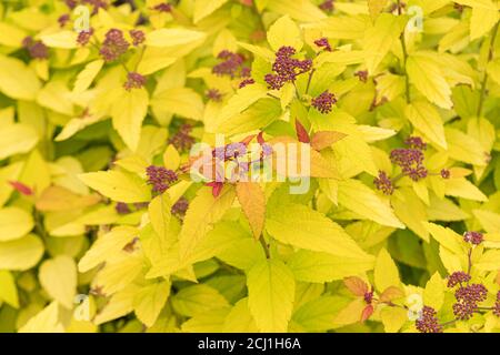 Japanese Meadowsweet (Spiraea japonica 'Double Play Candy Corn', Spiraea japonica Double Play Candy Corn), en bouton, cultivar Double Play Candy Corn Banque D'Images