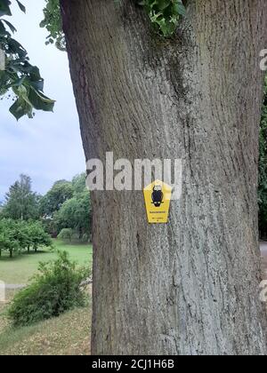 Tilleul, tilleul (Tilia spec.), monument naturel, Allemagne Banque D'Images