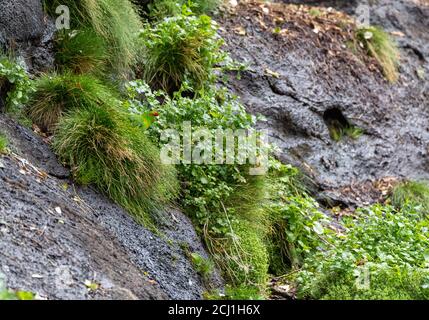 Île de Chatham Parakeet à couronne rouge (Cyanoramphus novaezelandiae chathamensis, Cyanoramphus chathamensis), perchée sur une falaise abrupte, Nouvelle-Zélande, Banque D'Images