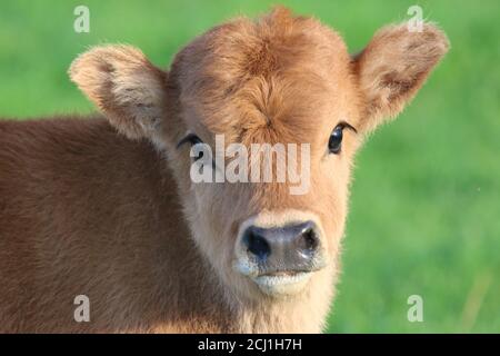 Élevage de bétail (Bos primigenius F. taurus), portrait d'un clav sur pâturage Banque D'Images