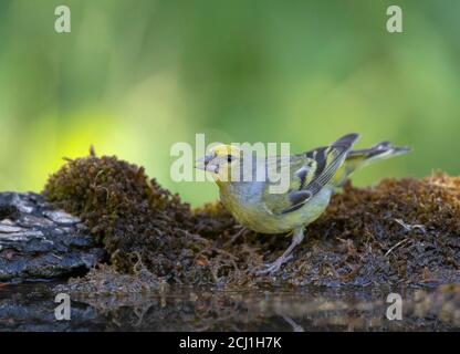 Citril finch (Serinus citrinella), homme buvant dans un petit étang forestier, Espagne, Pyrénées Banque D'Images