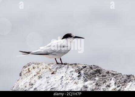 Sterne de dougall (Sterna dougallii), adulte en plumage fin d'été, debout sur un rocher, Portugal, Madère Banque D'Images