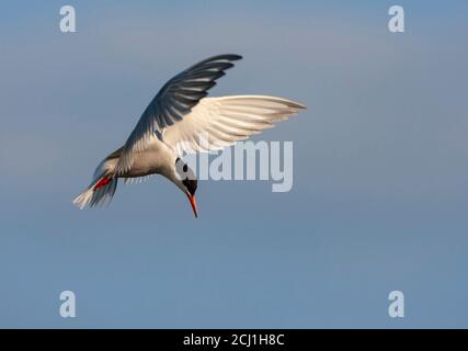 Sterne commune (Sterna hirundo, Sterna hirundo hirundo), adulte planant dans l'air moyen, pays-Bas Banque D'Images