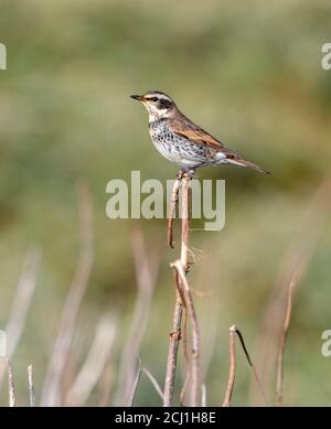 Dusky Grush (Turdus eunomus), homme de premier-hiver, quatrième record pour les pays-Bas, les pays-Bas, la Frise, Vlieland Banque D'Images