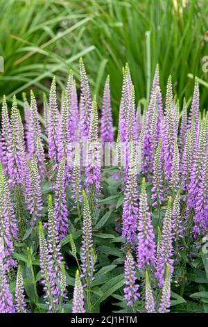 Speedwell à pointes (Veronica spicata 'Lavender Lightsaber', Veronica spicata Lavender Lightsaber), floraison, cultivar Lavender Lightsaber Banque D'Images