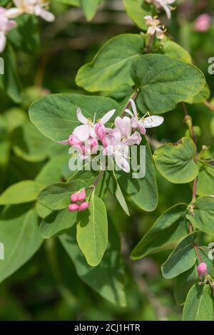 Chèvrefeuille tartarienne (Lonicera tatarica), floraison, Allemagne, Berlin Banque D'Images