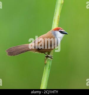 Bécher à capuchon de châtaignier (Timalia pileata), perché sur une branche, Chine Banque D'Images