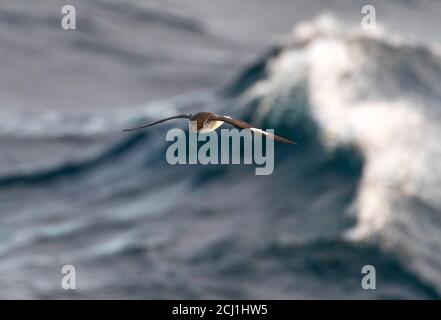 Pétrel de Pintado, pétrel de cap antarctique, pétrel de cap (Daption capense australe, Daption australe), volant devant une vague de rupture, Nouvelle-Zélande, Banque D'Images