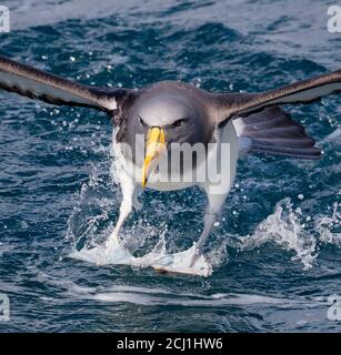 Albatros de Chatham, Chatham mollymawk, île mollymawk (Thalassarche eremita), adulte qui débarque sur l'océan, en utilisant ses pieds comme train d'atterrissage, Nouveau Banque D'Images