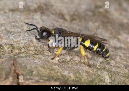 Digger wasp, au corps allongé (Crabro cribrarius), homme, Allemagne Banque D'Images