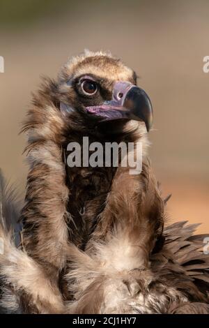 Vautour cinereux (Aegypius monachus), portrait, Espagne, Estrémadure Banque D'Images