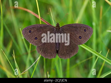 ringlet (Aphantopus hyperantus), se trouve sur une lame d'herbe, Allemagne, Bavière Banque D'Images
