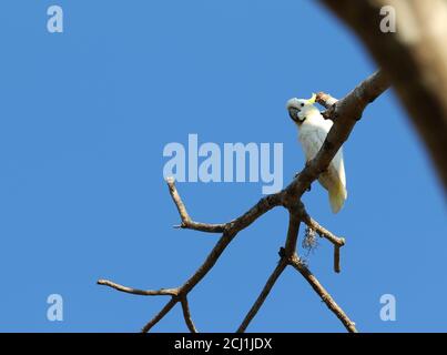 Cacatua galerita (Cacatua galerita), perchée sur une branche, Indonésie, île de Komodo Banque D'Images