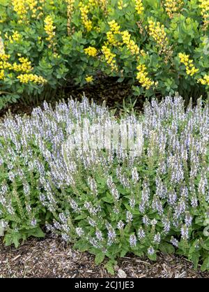 Sauge des bois, myrte des Balkans, sauge des bois (Salvia nemorosa 'Bumblesky', Salvia nemorosa Bumblesky), floraison, cultivar Bumblesky, États-Unis, Michigan Banque D'Images
