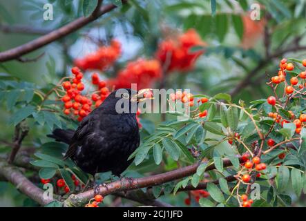 blackbird (Turdus merula), mâle mangeant des baies rouges, pays-Bas Banque D'Images