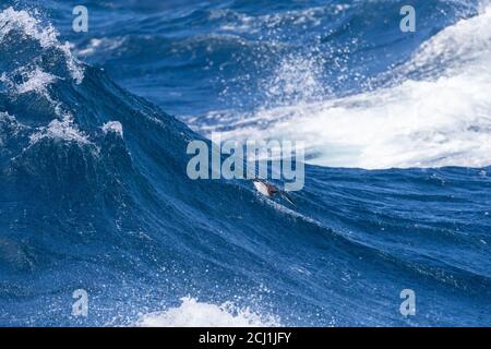 Pétrel de Pintado, pétrel de cap antarctique, pétrel de cap (Daption capense australe, Daption australe), volant sur une vague océanique dans l'océan Pacifique de Banque D'Images