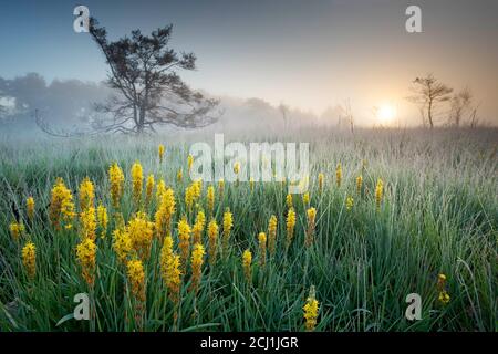 Tourbière asphodel (Narthecium ossifragum), dans le marais avec brume matinale, Belgique, réserve naturelle de Liereman Banque D'Images