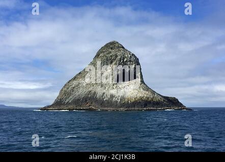 Albatros de Chatham, mollymawk de Chatham, mollymawk de l'île (Thalassarche eremita), rocher de Pyramide dans les îles de Chatham, le seul site de reproduction de la Banque D'Images