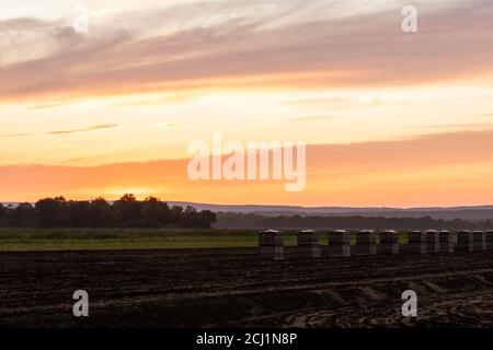 Des caisses d'oignons sont alignées sur des champs de terre noire à la fin de l'été au coucher du soleil dans la région de saleté noire de Pine Island, NY Banque D'Images