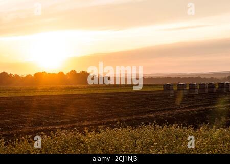 Des caisses d'oignons sont alignées sur des champs de terre noire à la fin de l'été au coucher du soleil dans la région de saleté noire de Pine Island, NY Banque D'Images