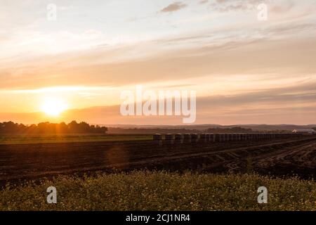 Des caisses d'oignons sont alignées sur des champs de terre noire à la fin de l'été au coucher du soleil dans la région de saleté noire de Pine Island, NY Banque D'Images