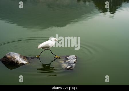 Egret enneigé (Egretta Thula) se situe entre deux pierres dans le lac de la Laguna de la Molina, Lima, Perú Banque D'Images