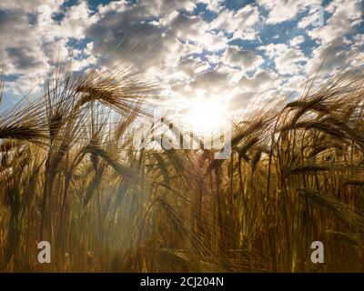 Gros plan des épis de blé mûrs sur le fond du soleil levant qui sème le champ de blé. Banque D'Images
