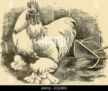 . La volaille bantam; une description de toutes les races et variétés standard de bantams, et de nouvelles races qui deviennent populaires .. . Une PAIRE DE COCHON BLANCS. De pluie ou de rosée, et quelques jours de cela les fera tomber et mourir. Les poussins sont nourris les premiers jours sur un repas d'avoine cuit.après une semaine ils ont la nourriture connue sous le nom de H. O., et a réservi avec ce jusqu'à ce que assez grand pour manger du blé. Lorsqu'ils sont à leur emplacement, ils sont confinés dans des fils couverts et ne permettent pas de se déplacer et de croître trop rapidement. Je trouve que lorsque leur liberté leur est accordée, ils sont tout à fait susceptibles de croître en oiseaux de plus de taille. La bree Banque D'Images