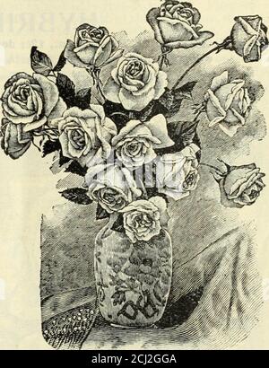 . Catalogue spécial de Lovett de roses geraniums cannias palmiers œillets, chrysanthèmes gladiolus, nénuphars, plantes herbacées endurcies, et autres plantes et bulbes florales d'été . Banque D'Images