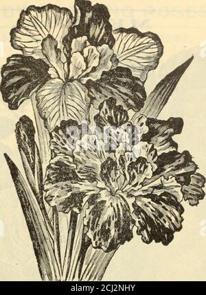 . Griffith & Turner Co : fournitures agricoles et de jardin . IRIS. IRIS JAPONAIS. (KAEMPFERI.) The3e magnifique iris japonais sont parmi les plus belles de nos plantes à fleurs somme-mer, et sont destinés à devenir de grands favoris. La floraison commence au début de juillet, et continue en floraison pendant cinq ou six semaines si abondamment fourni avec de l'eau tout en grandissant et en floraison.beaucoup de ces fleurs mesurent de 10 à 12 pouces de diamètre, et almostrival les orchidées dans leurs riches colorations et marquages. Chacun, 15c. Quatre pour 50c. FRANÇAIS IRIS. (ANGLICA.) Grandes fleurs belles avec de riches pourpres, bleu et l Banque D'Images