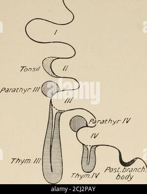 . Les organes endocriniens; une introduction à l'étude de la sécrétion interne . un larynx et l'oesophage de l'aspect dorsal, montrant le ton-roid et parathyroïdiens. La thyroïde peut également contenir une partie de tissu ressemblant à la thymustland, et, comme cela, contenant des lymphocytes et des corpuscules de Hassall.une telle partie du tissu thymus est développée à partir de la même poche ramielle(IV) que la parathyroïde supérieure, alors que le thymus principal est développé 12 les organes endocrins de la poche III, qui donne l'origine à la parathyroïde inférieure (fig. 2). Les thyroïdes accessoires, généralement assez petits, se produisent parfois en t Banque D'Images