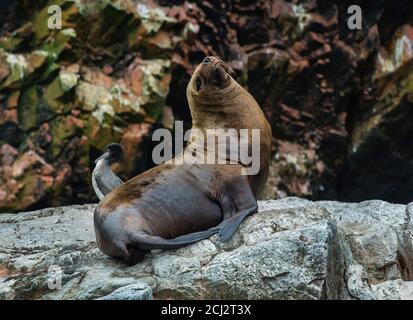 Otaries (phoques) dormant sur les rochers, îles Ballestas, réserve nationale de Paracas, baie de Paracas, Pérou, Amérique du Sud Banque D'Images