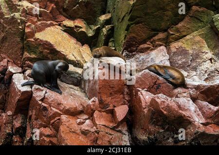 Otaries (phoques) dormant sur les rochers, îles Ballestas, réserve nationale de Paracas, baie de Paracas, Pérou, Amérique du Sud Banque D'Images